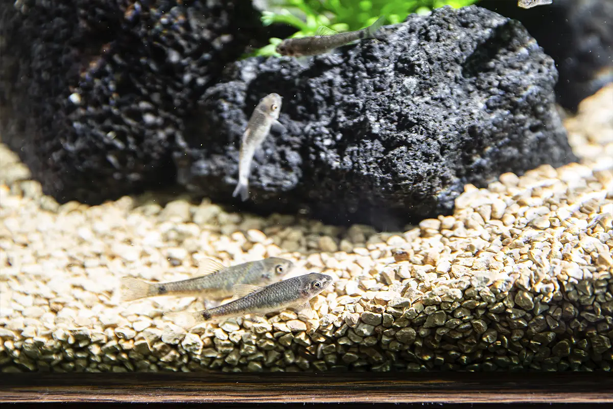 エステフィッシュ